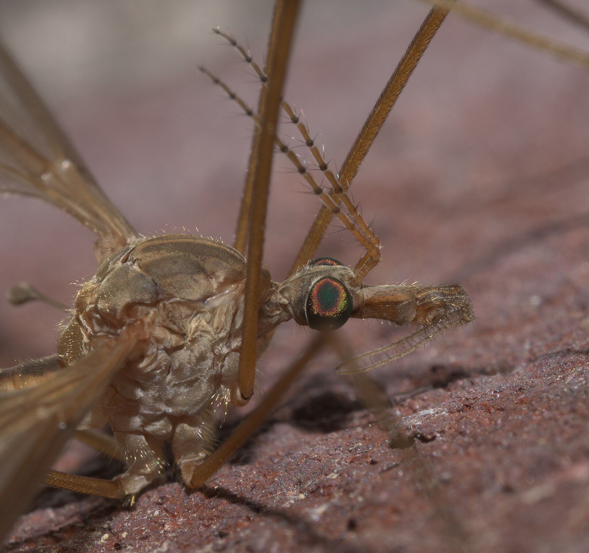 Macro photograph of a large crane fly head resting on brick, showing iridescent compound eyes, a short blunt snout and long jointed legs