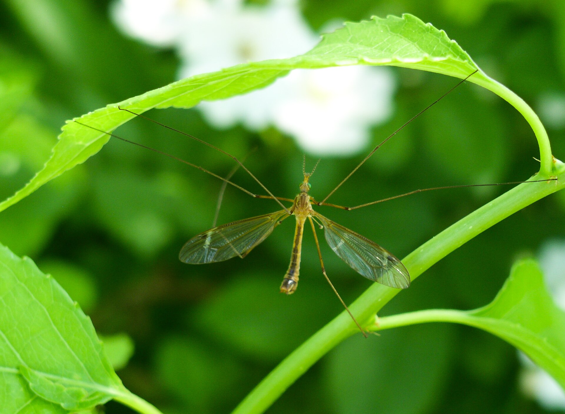 Crane fly hanging beneath a green leaf with wings spread to the sides and six very long thin legs splayed out