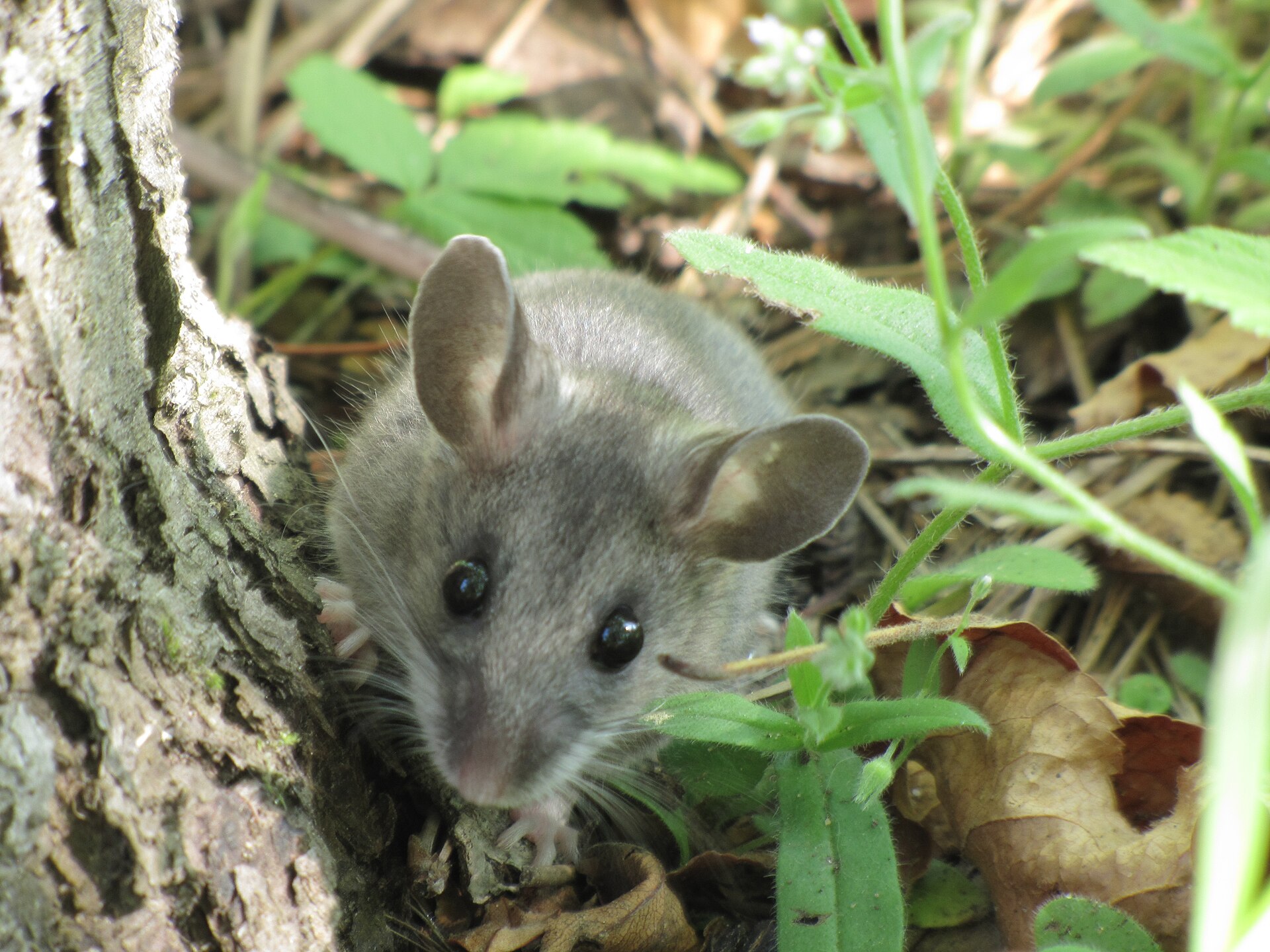 Deer mouse with gray brown back, white belly and large dark eyes peering out from leaf litter beside a tree trunk