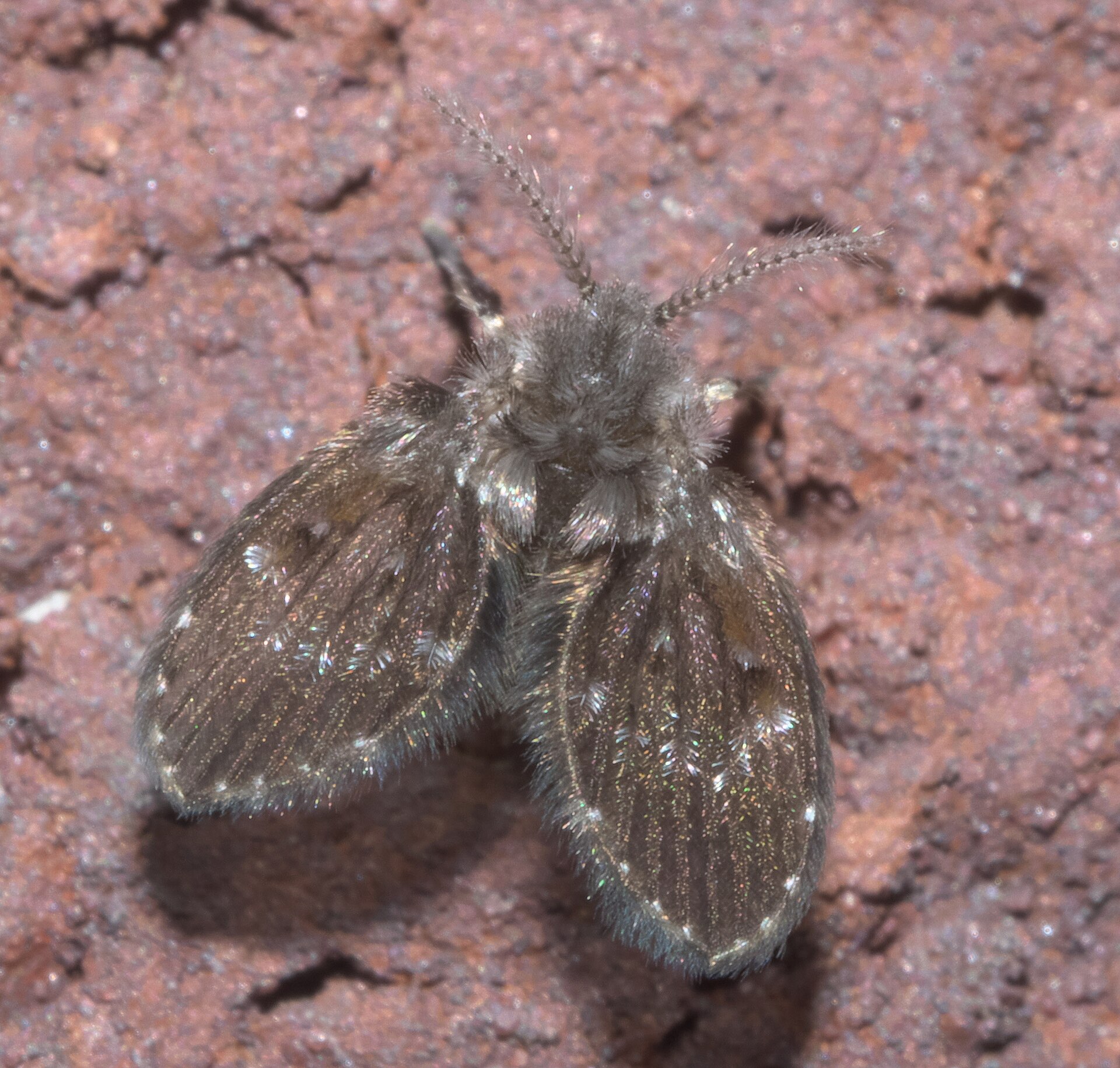 Drain fly resting on red brick, a fuzzy gray-brown insect with hairy leaf-shaped wings held out flat and long beaded antennae