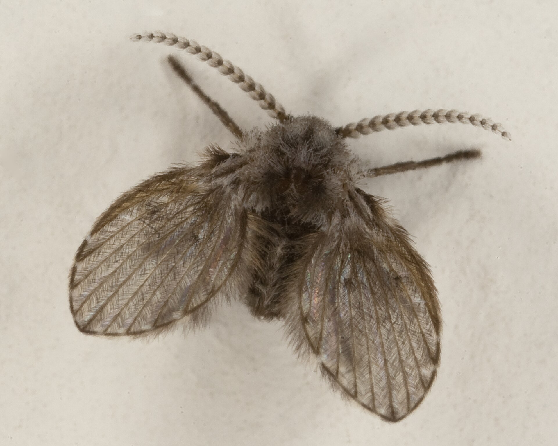 Close-up of a drain fly on a pale surface showing the fringe of hairs along each wing vein and the fuzzy head with beaded antennae