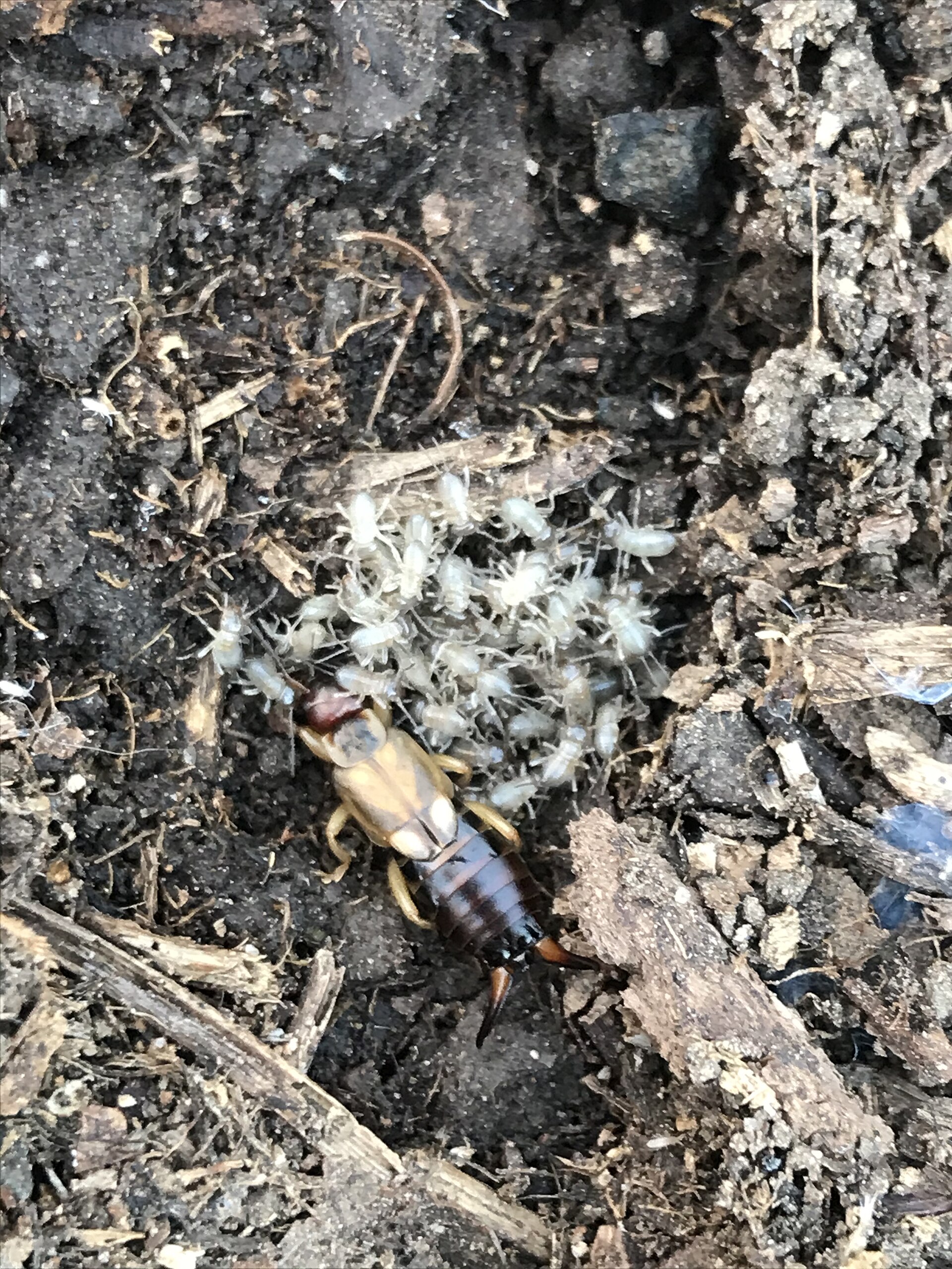 Adult female earwig in damp dark soil surrounded by a cluster of pale white nymphs