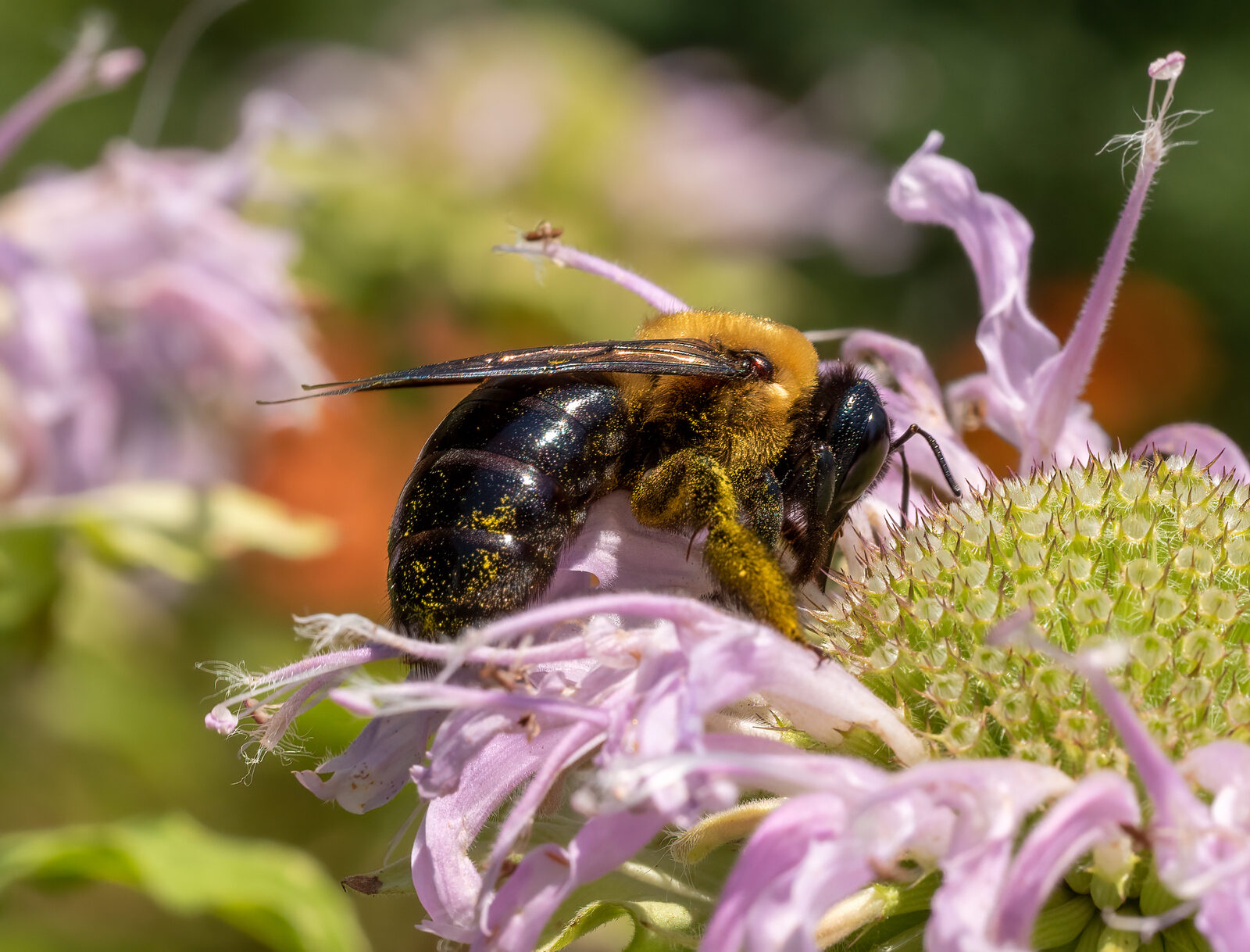 Female eastern carpenter bee on a flower, showing a shiny hairless black abdomen