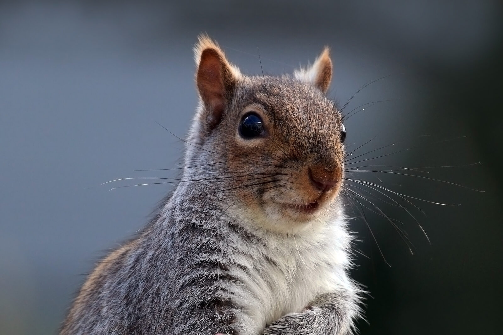 Eastern gray squirrel gripping a tree branch
