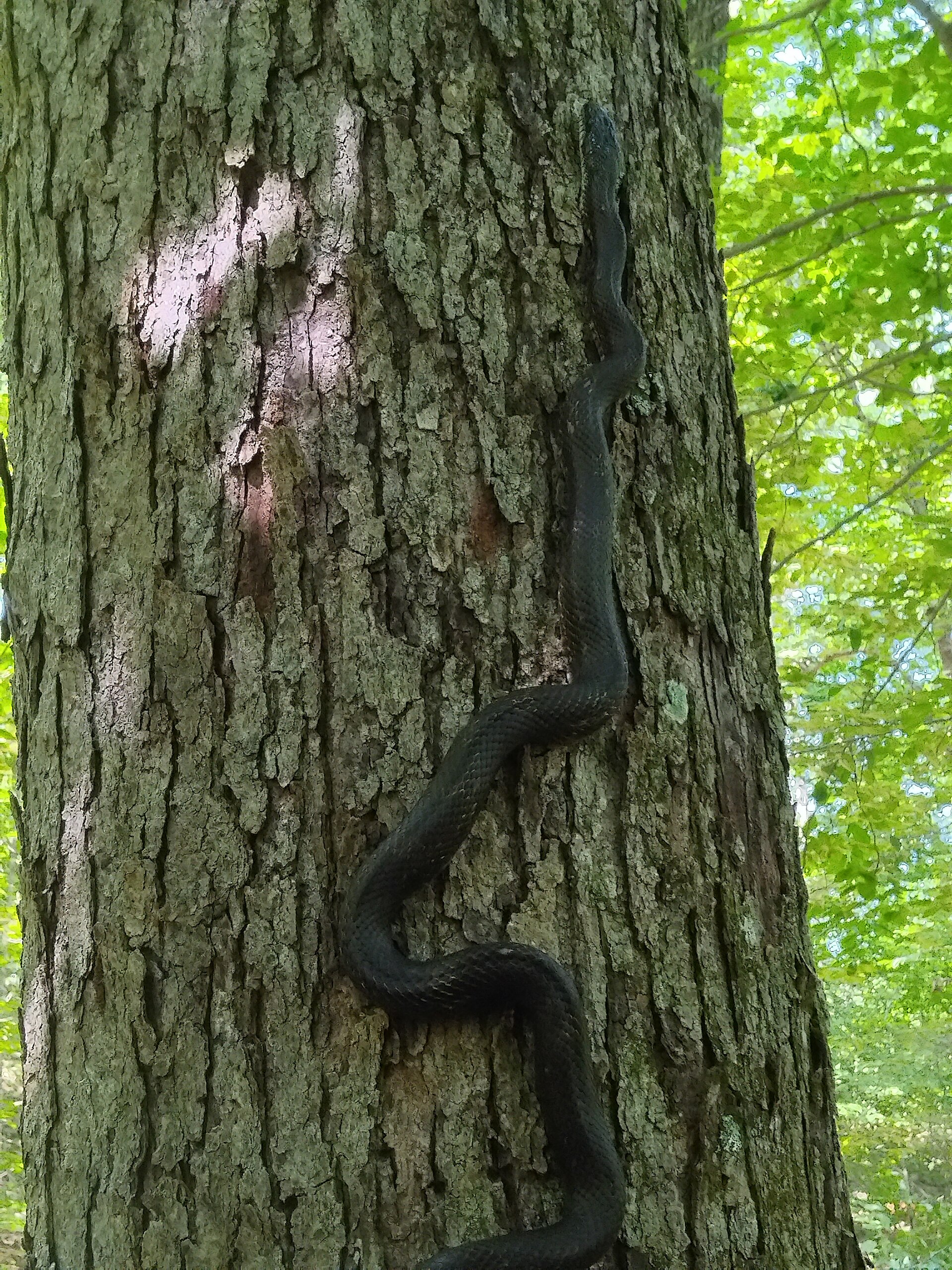 Large black eastern rat snake climbing straight up the bark of a tree trunk