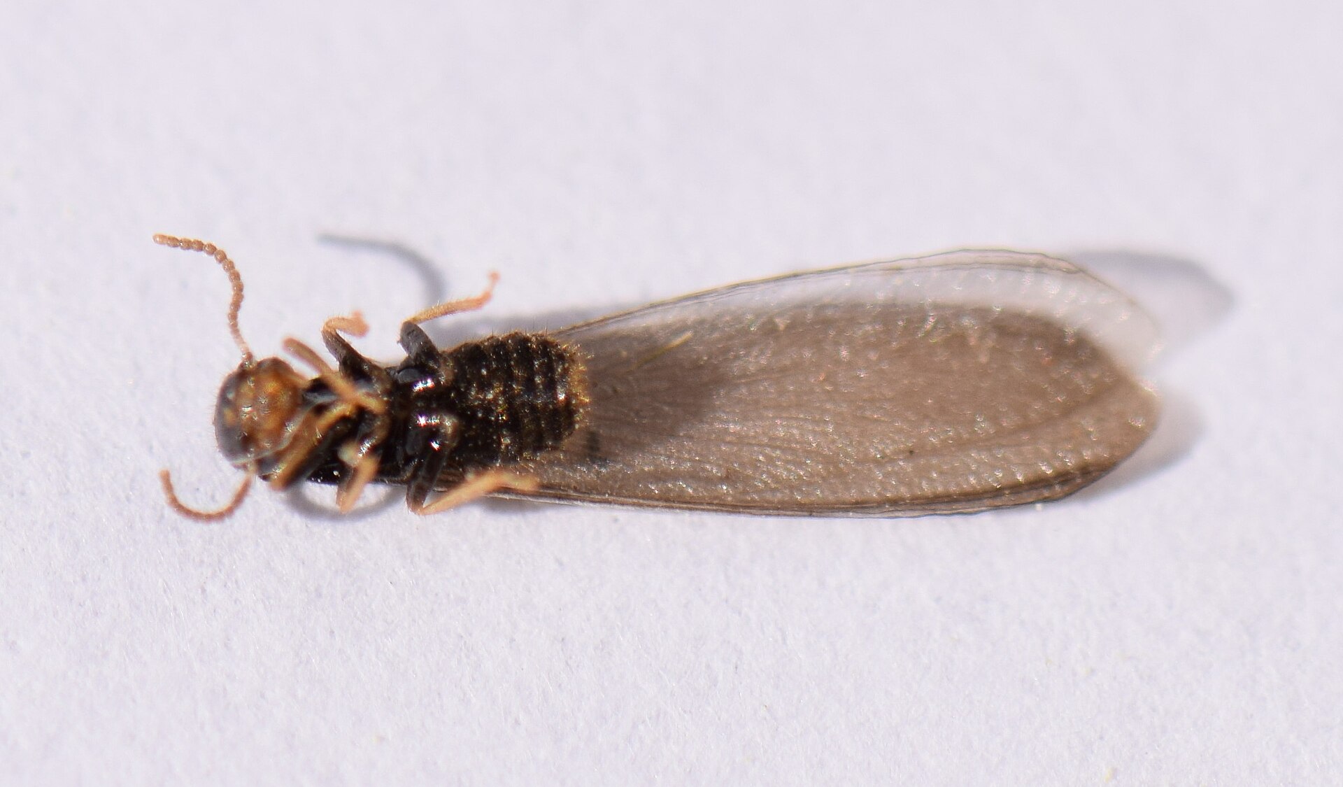 Eastern subterranean termite swarmer on white paper, dark body with straight beaded antennae and two pairs of equal-length translucent wings