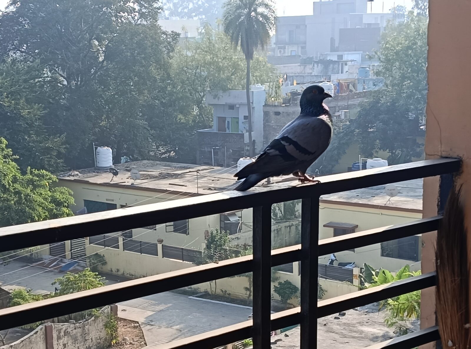 Feral pigeon standing on a flat surface, showing grey plumage and an iridescent neck