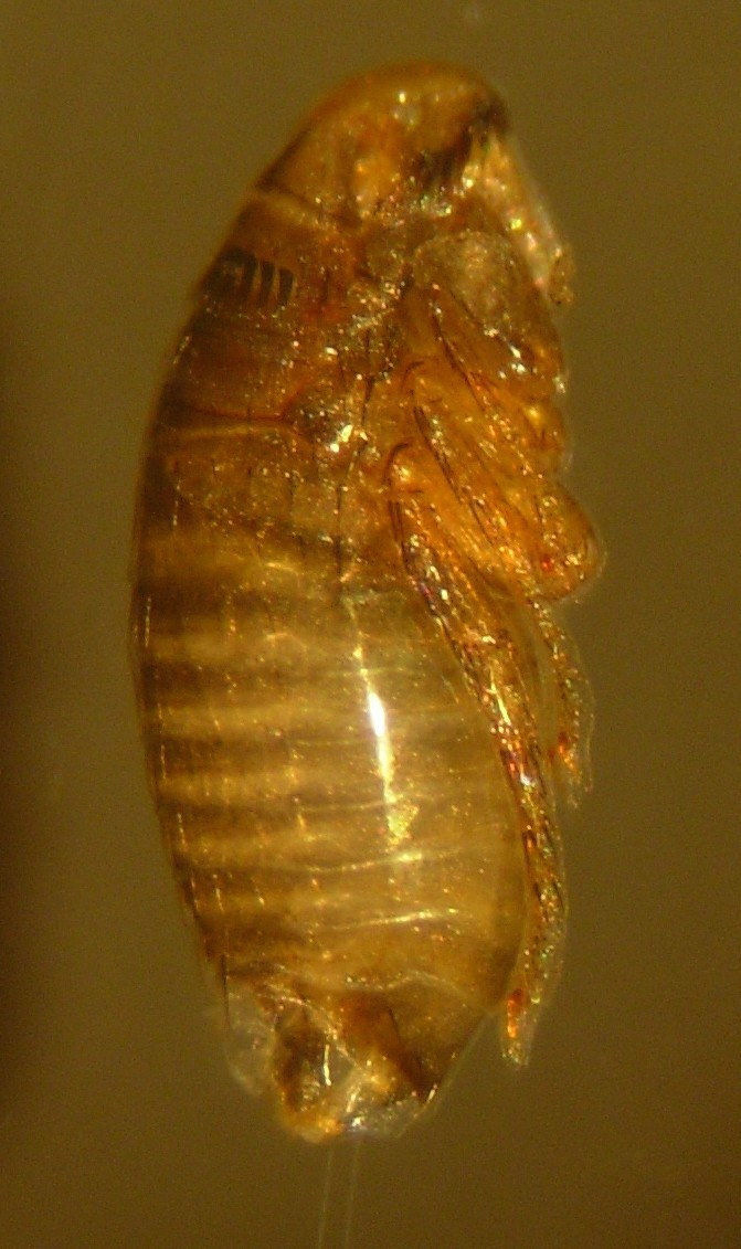Flea pupa visible inside a translucent silk cocoon, the pre-formed adult curled inside