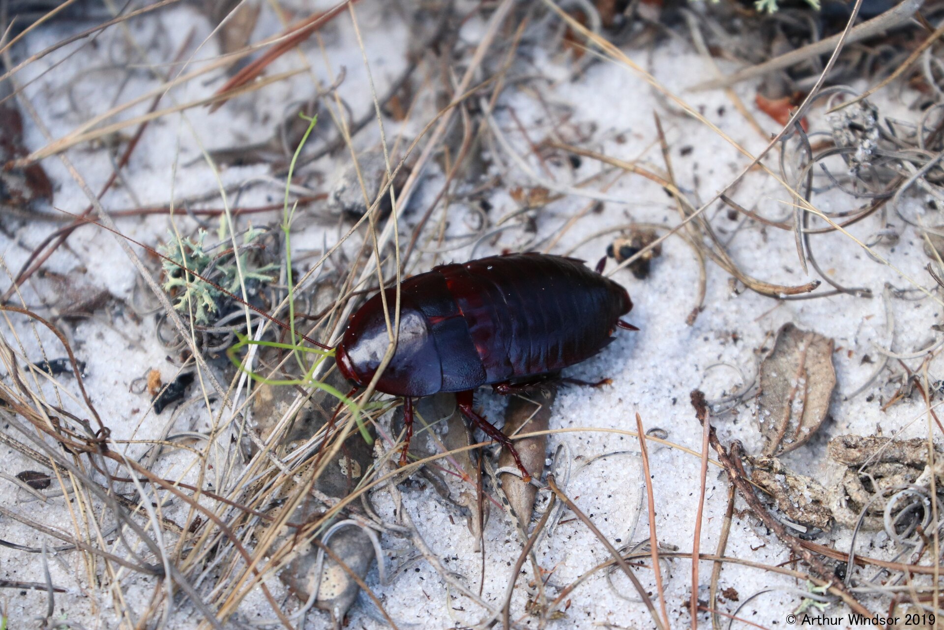 Florida woods cockroach on white sand among pine needles, dark reddish black with very short wing pads