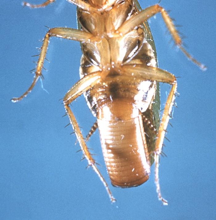 Underside of a female German cockroach with a ridged brown egg case protruding from her abdomen