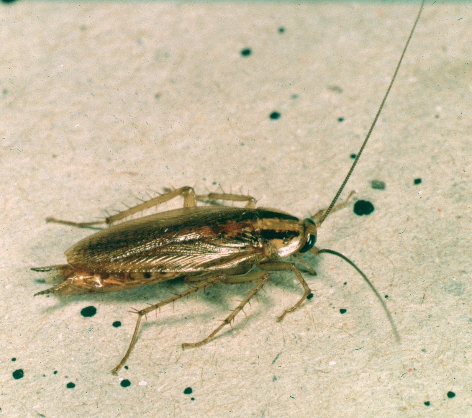 Adult German cockroach photographed from above, tan colored with two distinct parallel dark stripes running down the shield behind its head