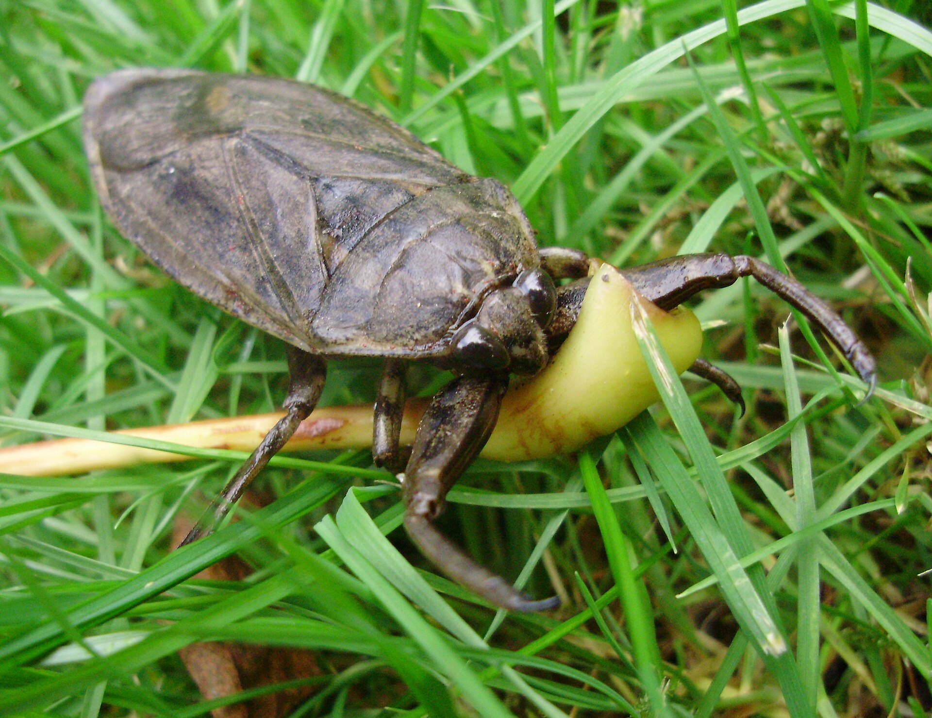 Giant water bug, Lethocerus americanus, about two inches long, resting in lawn grass with its flat oval body, paddle-shaped hind legs and thick hooked front legs