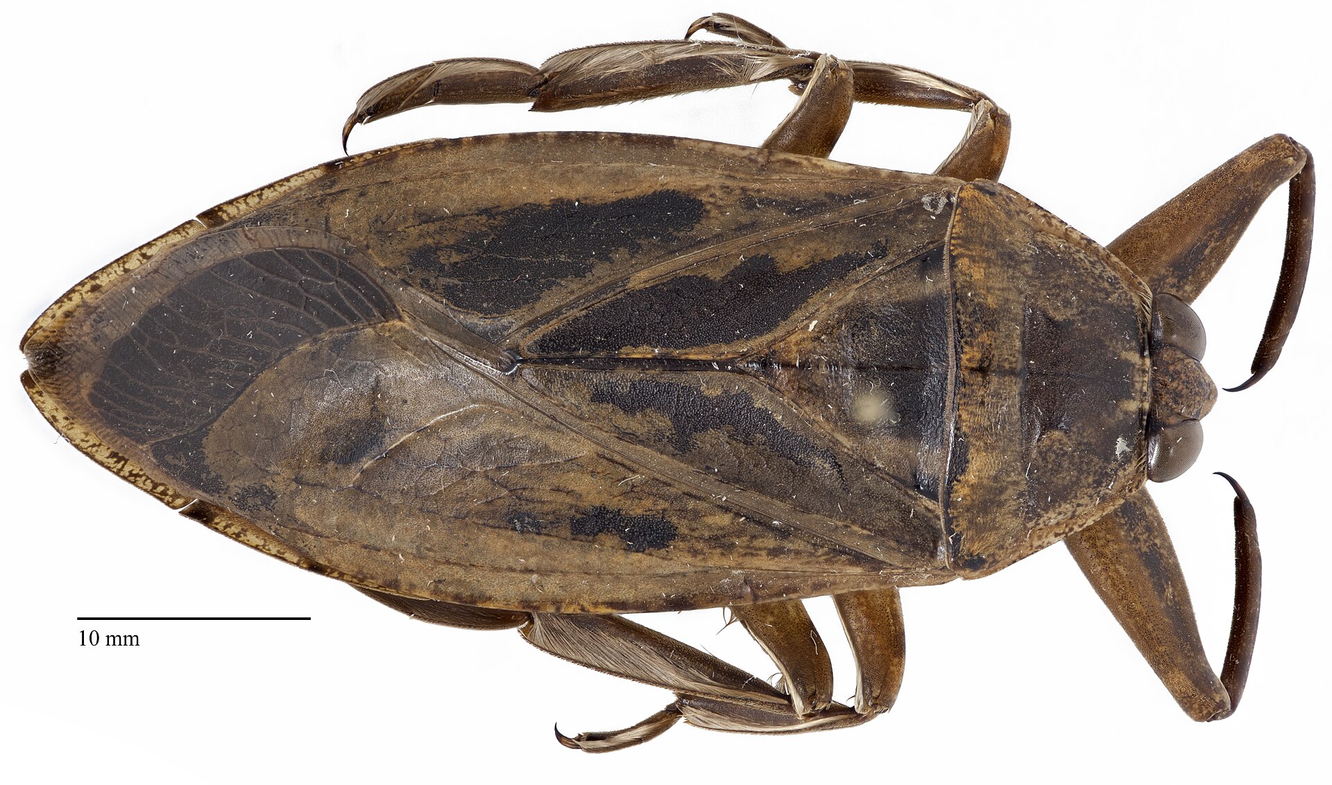 Top view of a preserved giant water bug beside a 10 mm scale bar, showing the flattened brown body and folded wings