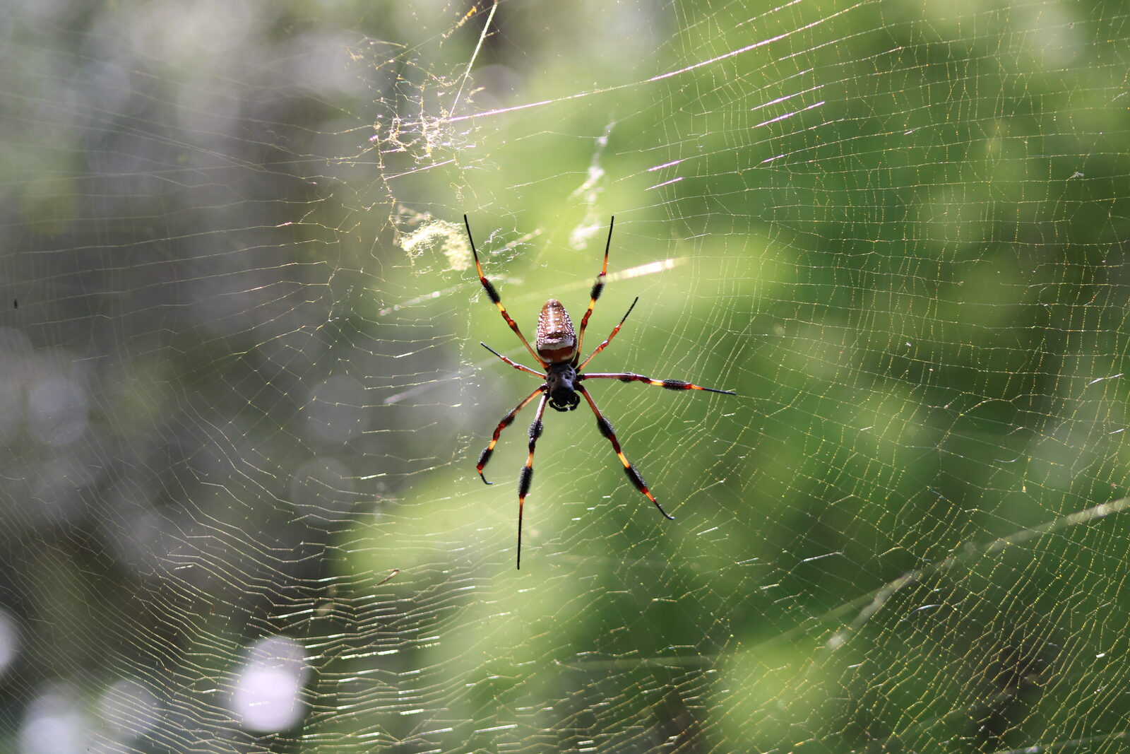 Golden silk orbweaver sitting at the centre of a large orb web between trees