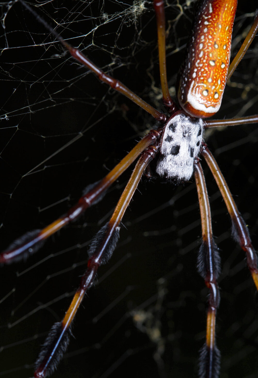 Close-up of a golden silk orbweaver showing an orange abdomen, silver carapace and feathery tufts on the legs