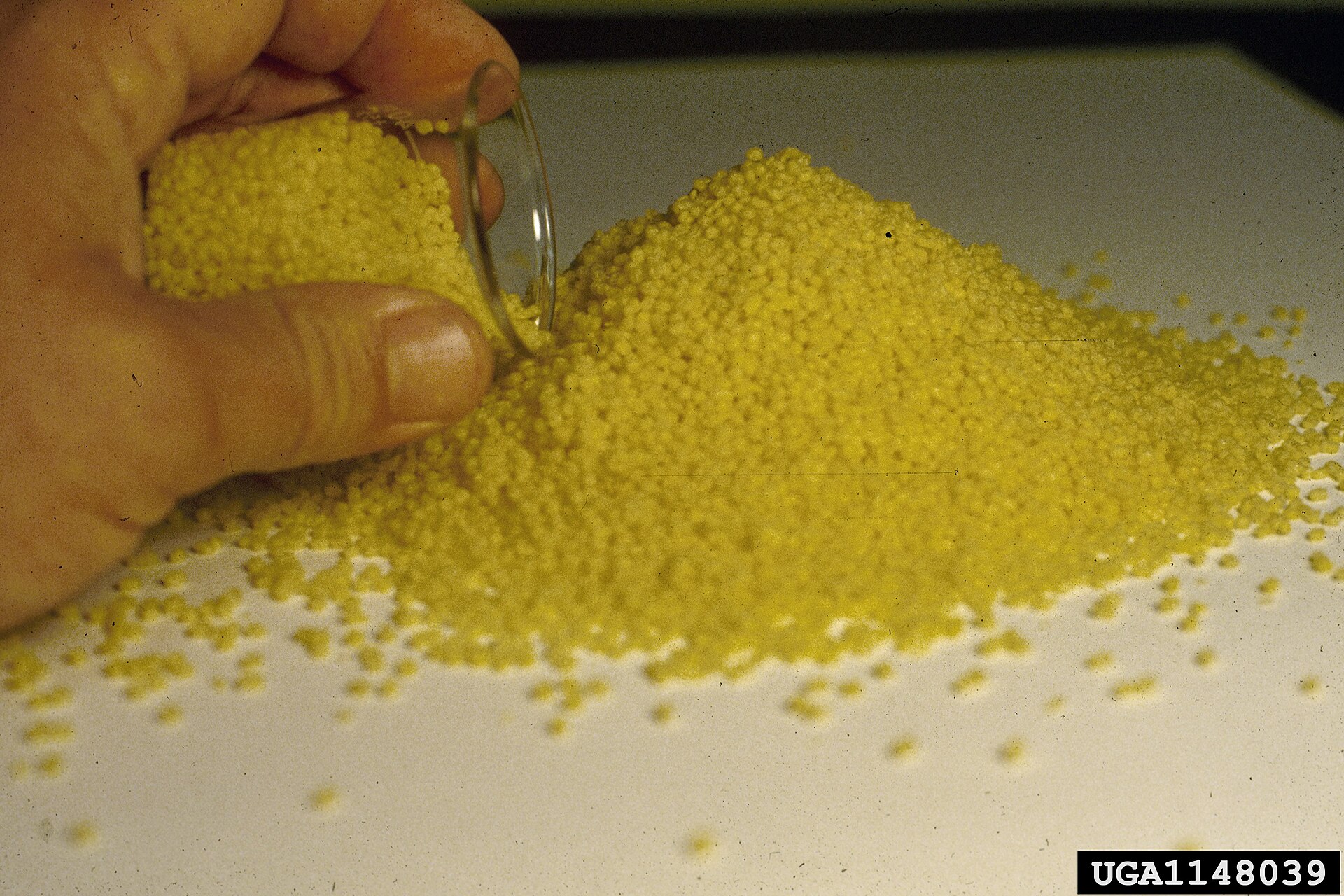 Granular ant bait held in a gloved hand ready for placement around a foundation