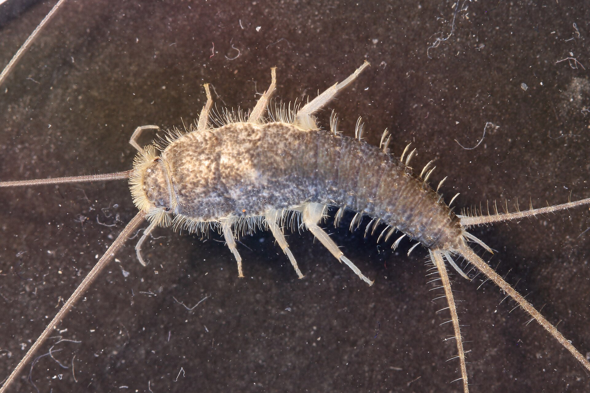 Gray silverfish on a dark surface, dull gray hairy body with very long antennae and three long tail bristles