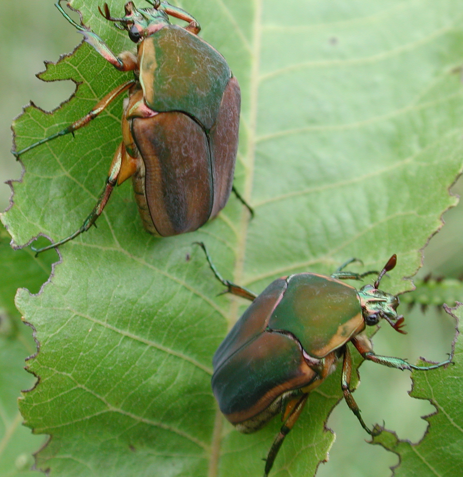 Two green June beetles with velvety green backs and bronze edges feeding on a chewed leaf