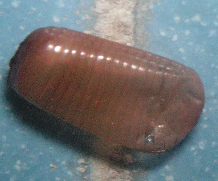 Empty ridged brown German cockroach egg case stuck to grout on a blue bathroom tile after the nymphs have hatched