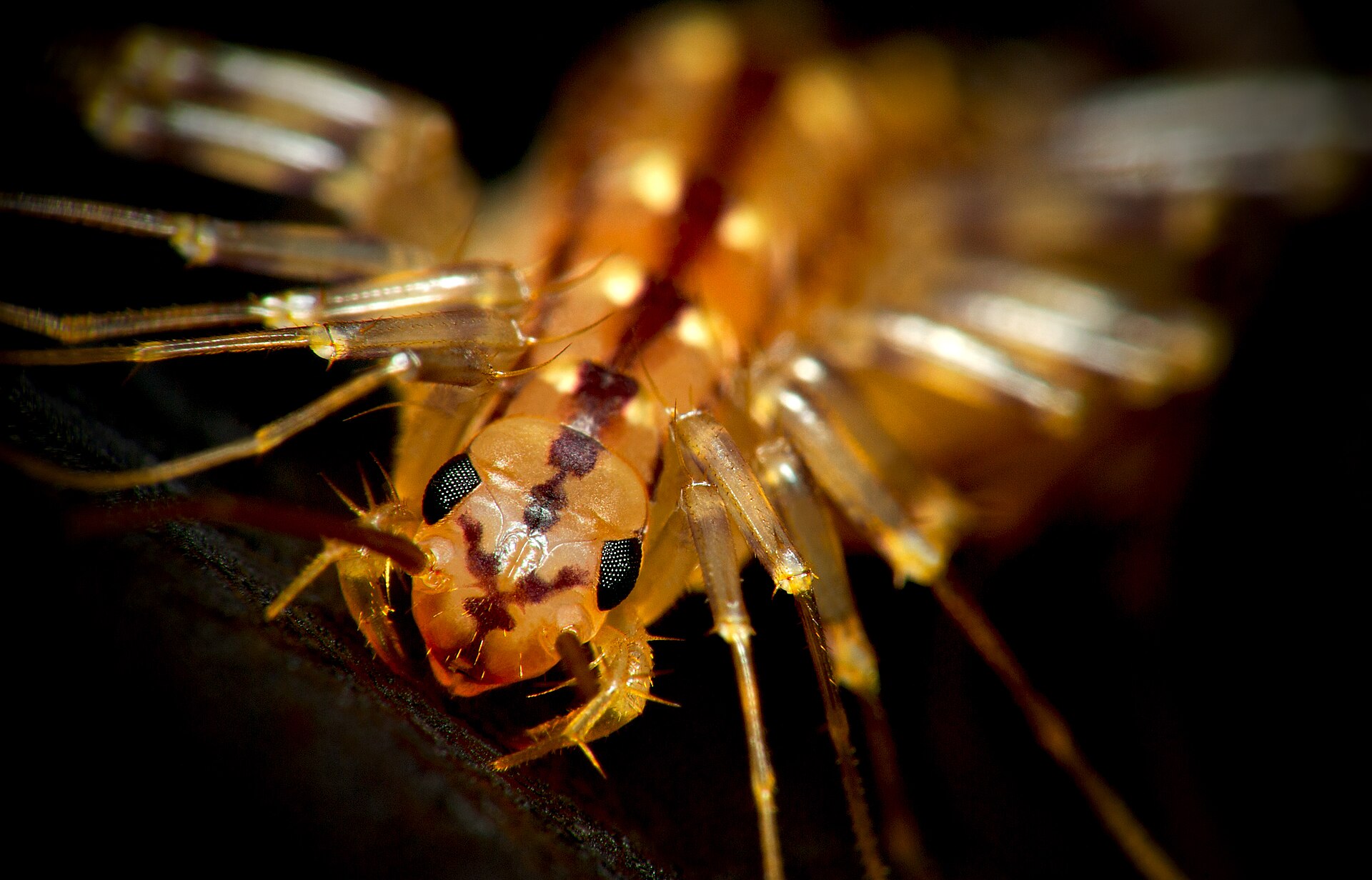 Macro photograph of a house centipede head showing two dark compound eyes, a striped body and the first pair of legs modified into venom claws