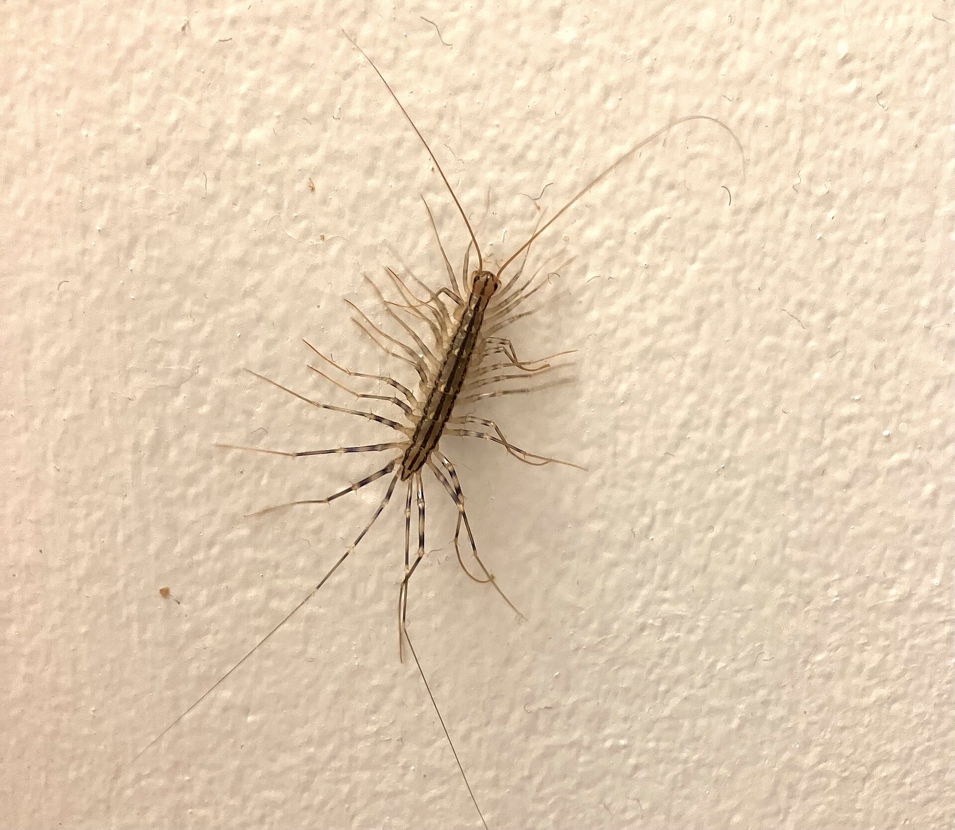 House centipede on a pale bathroom wall with its long legs spread