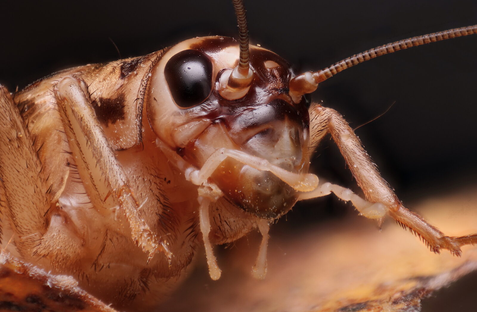 House cricket on a pale surface, showing long antennae and back legs
