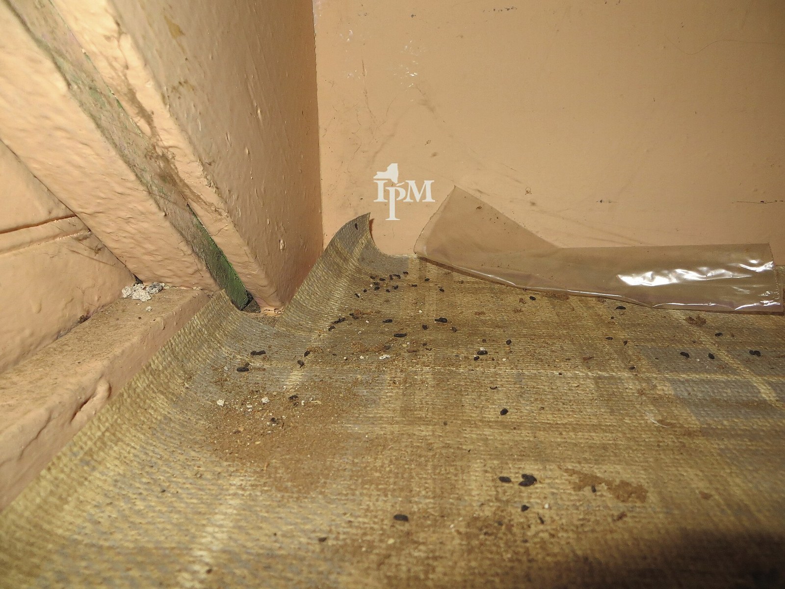 Small dark rod-shaped mouse droppings scattered along a wooden beam in a structure