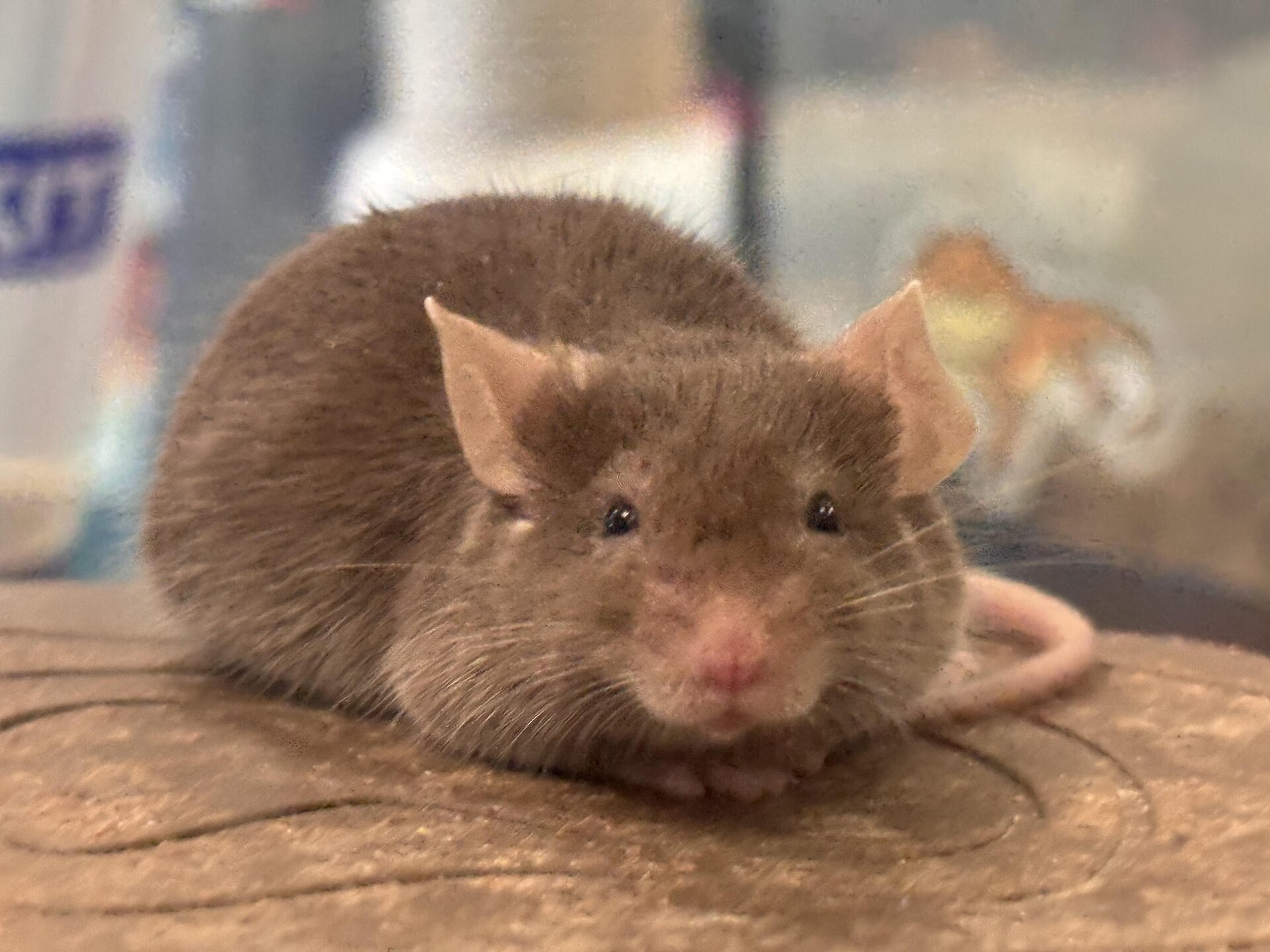 Adult house mouse with gray brown fur, large rounded ears and a pointed snout facing the camera