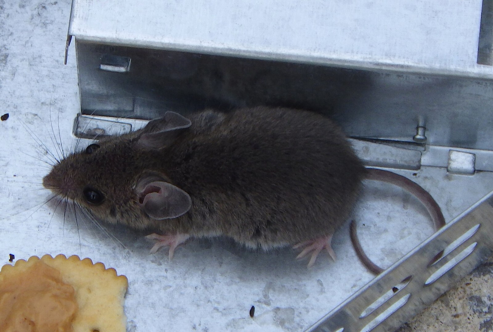 House mouse with large ears and a pointed snout beside a metal box indoors