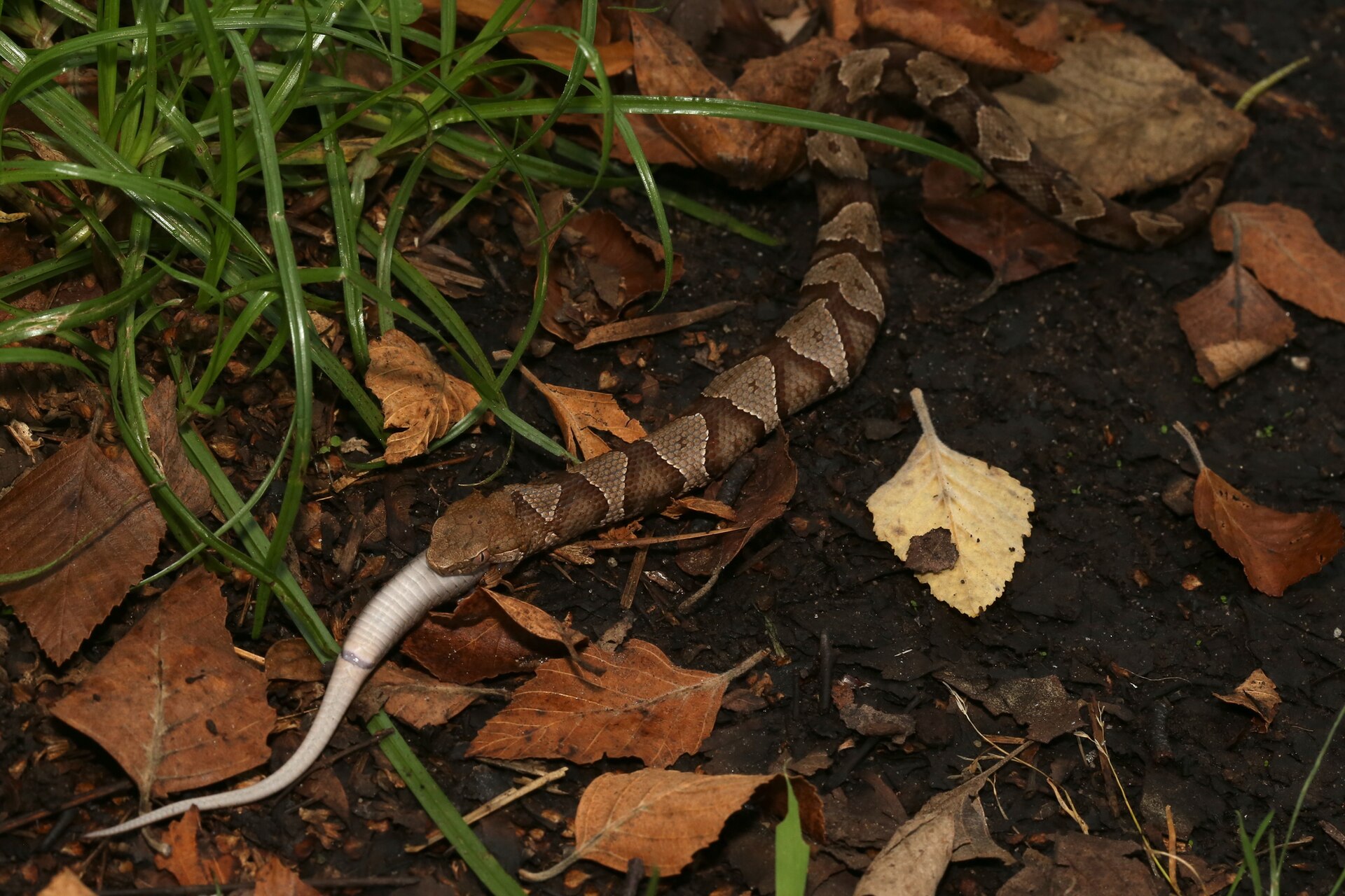 Juvenile copperhead snake with tan and brown hourglass bands and a pale yellow tail tip on leaf litter