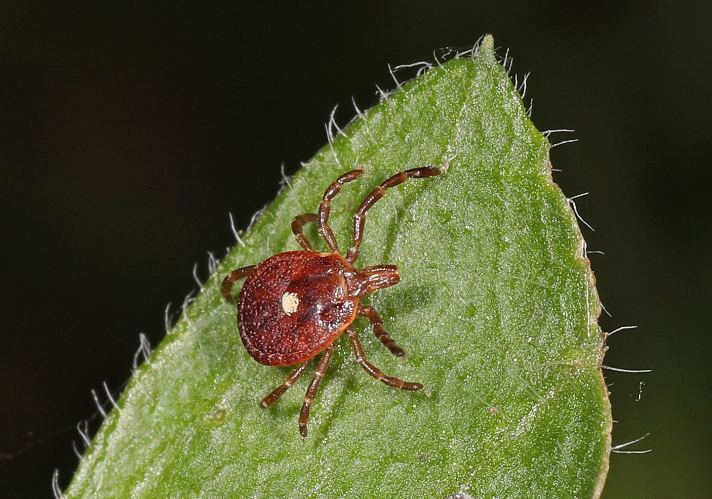 Female lone star tick on a green leaf with a single white spot on her back