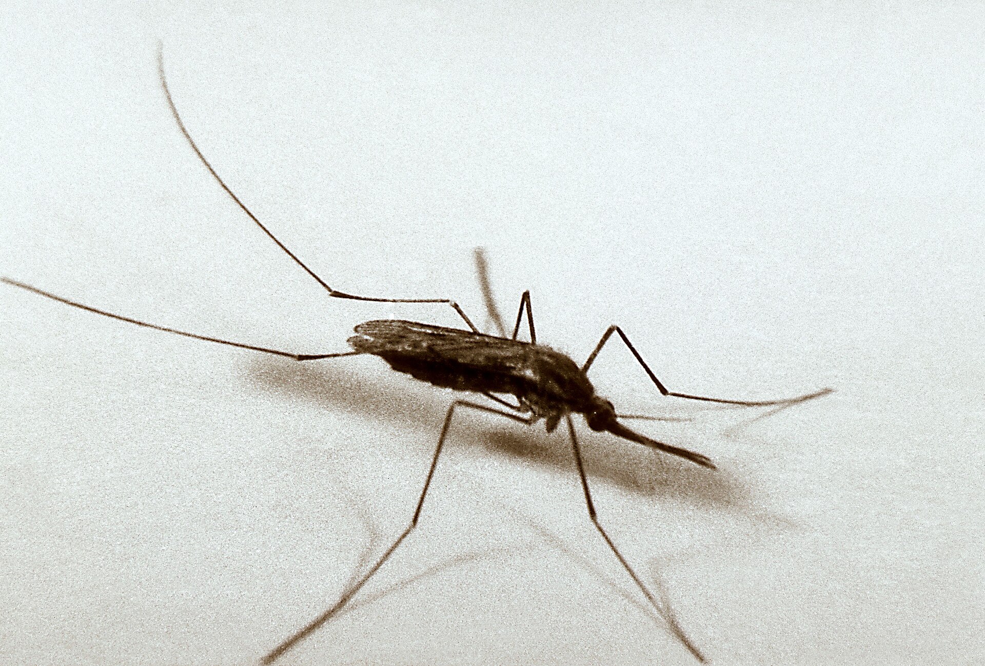 Mosquito on a pale surface with a long needle-like proboscis, wings folded over its back and legs in proportion to its body