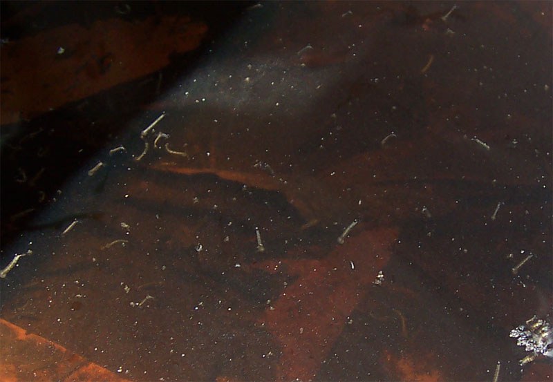 Mosquito larvae hanging below the surface of dark standing water
