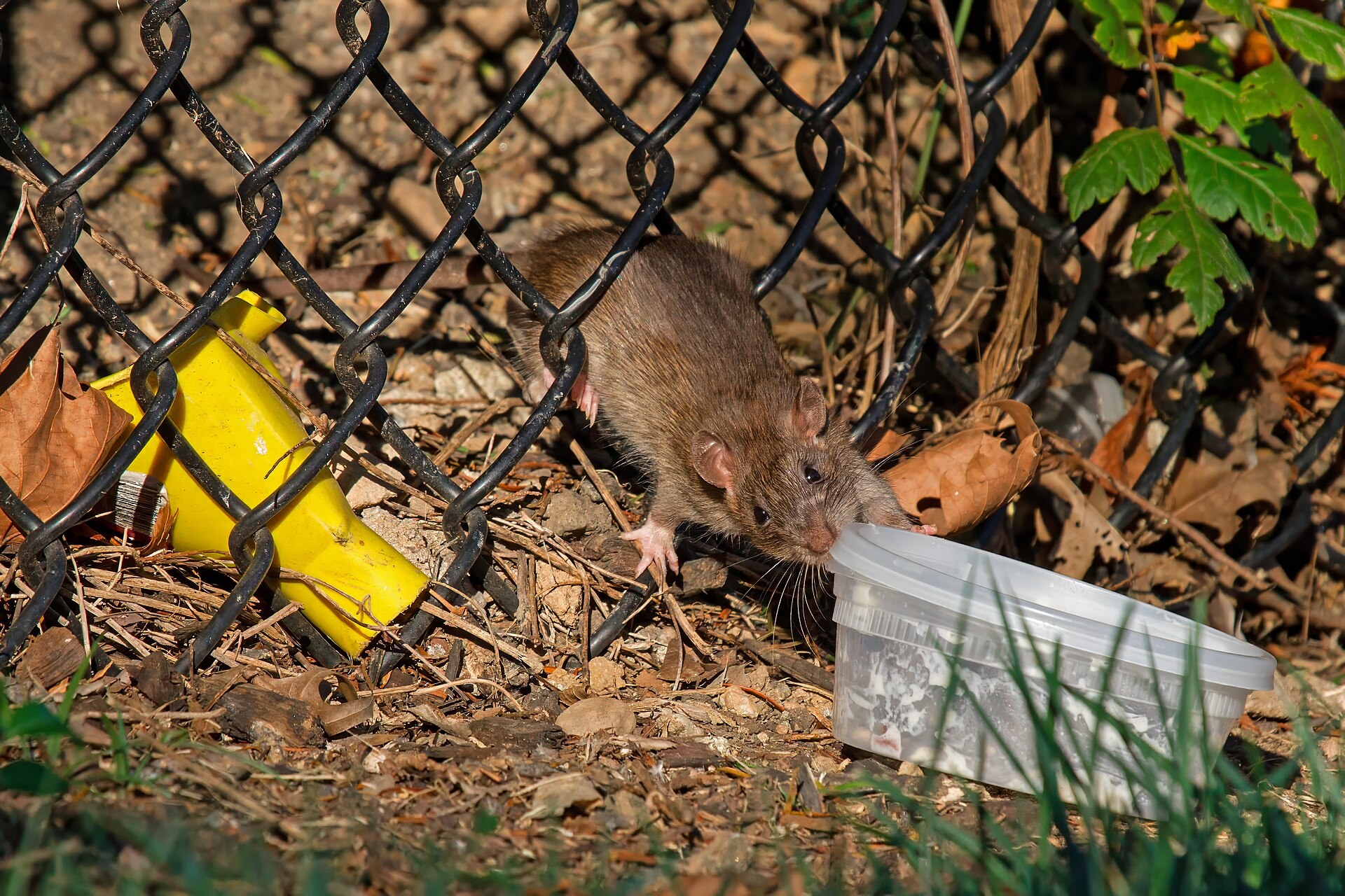 Brown Norway rat squeezing through a chain-link fence to reach an open plastic food container on the ground