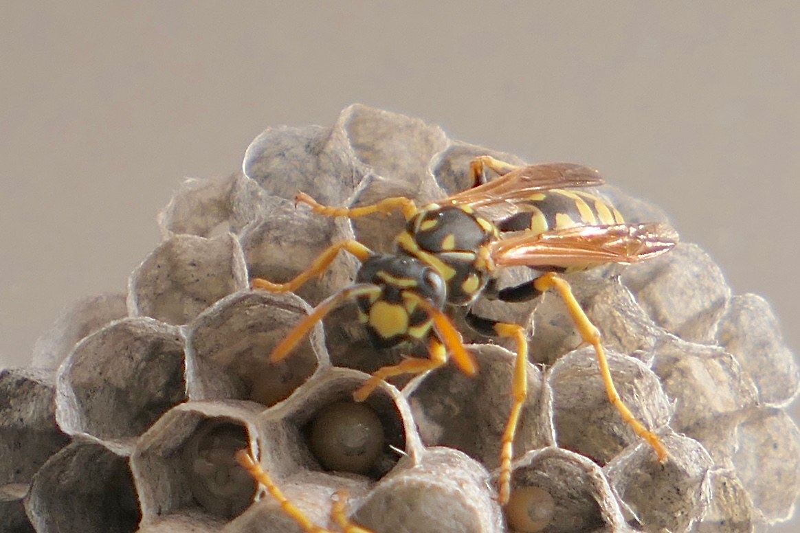 Paper wasps clustered on an open umbrella-shaped comb nest with visible hexagonal cells