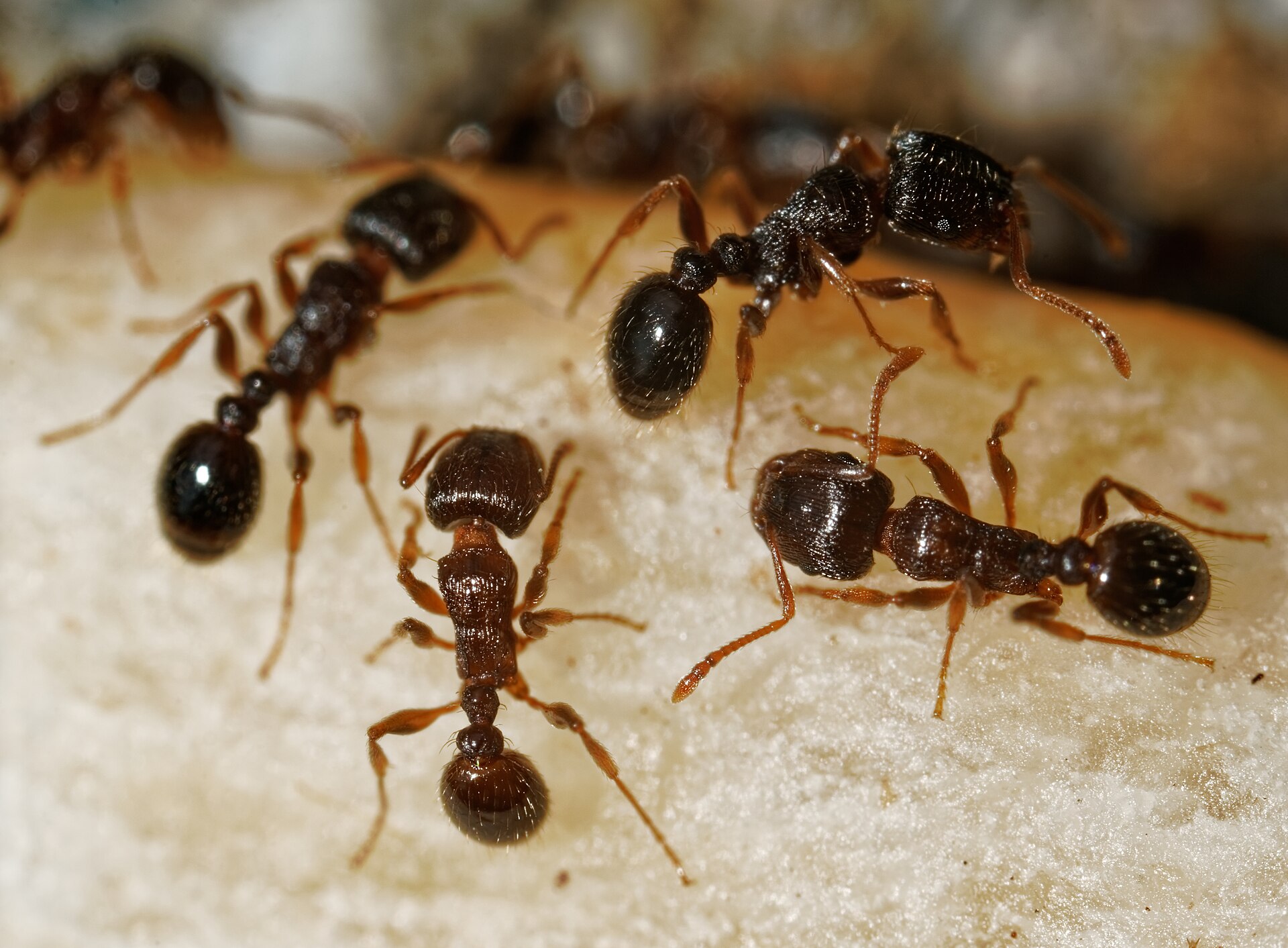 Close-up of pavement ants feeding, showing the two-segment waist