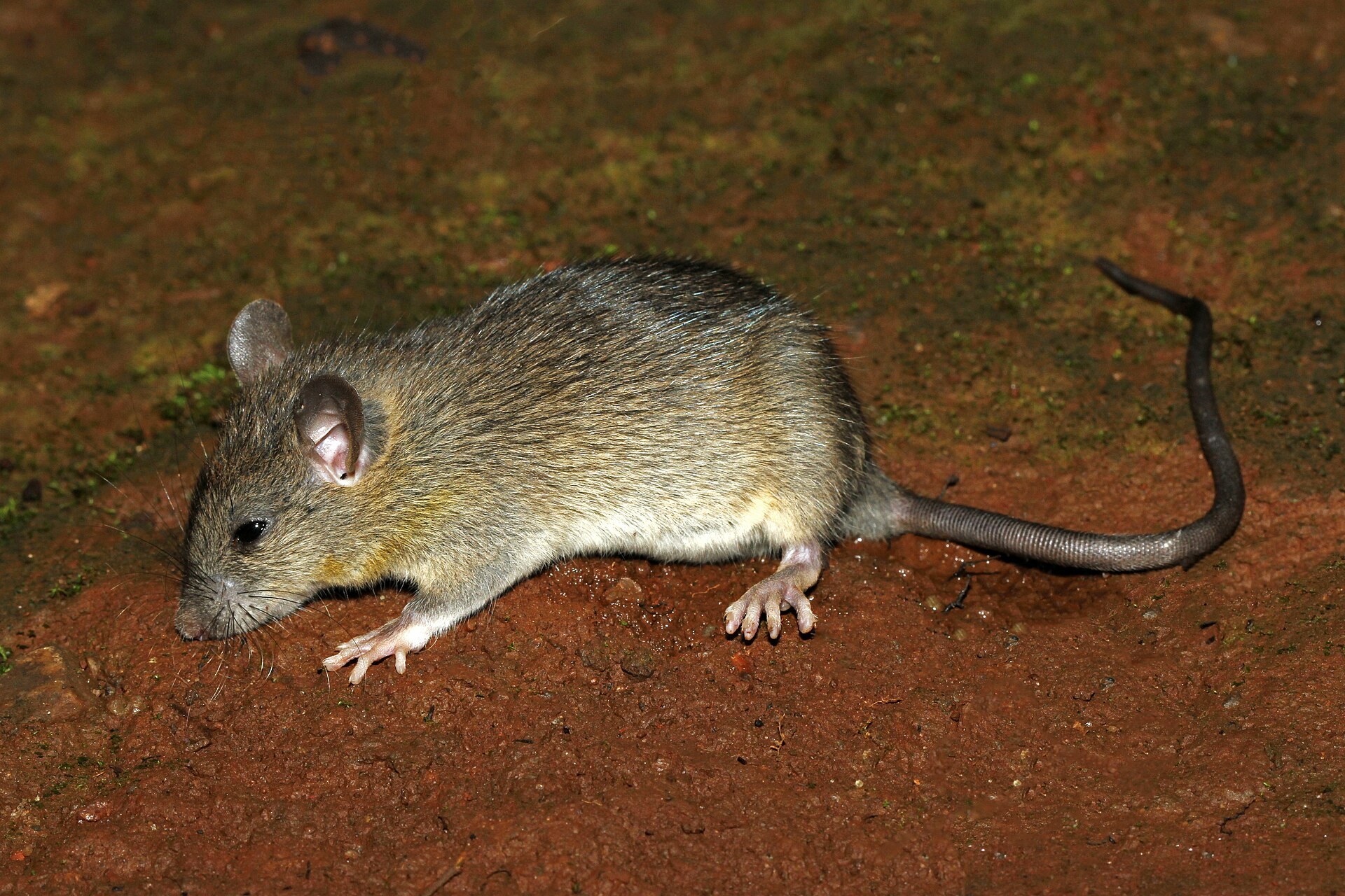 Roof rat with large thin ears, a pointed snout and a tail longer than its body