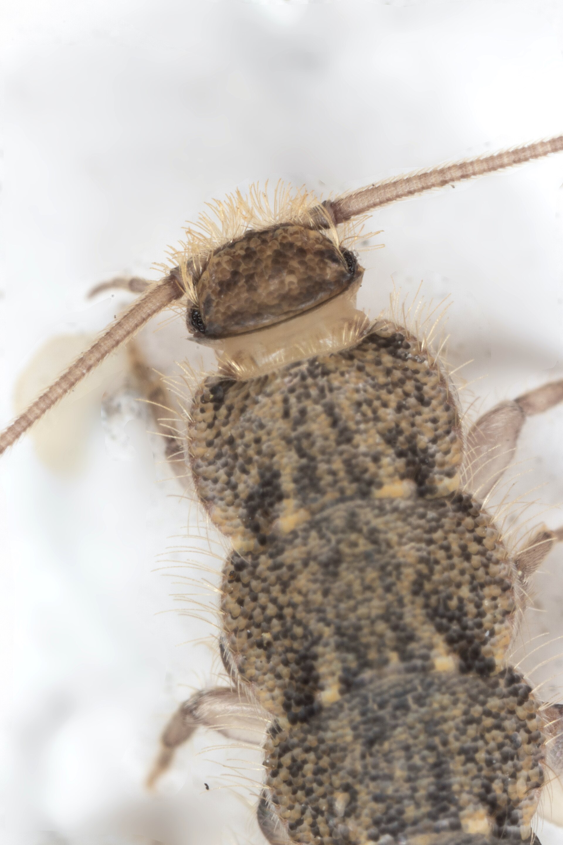 Macro photograph of a silverfish head and back showing the small compound eyes, long antennae and rows of overlapping scales