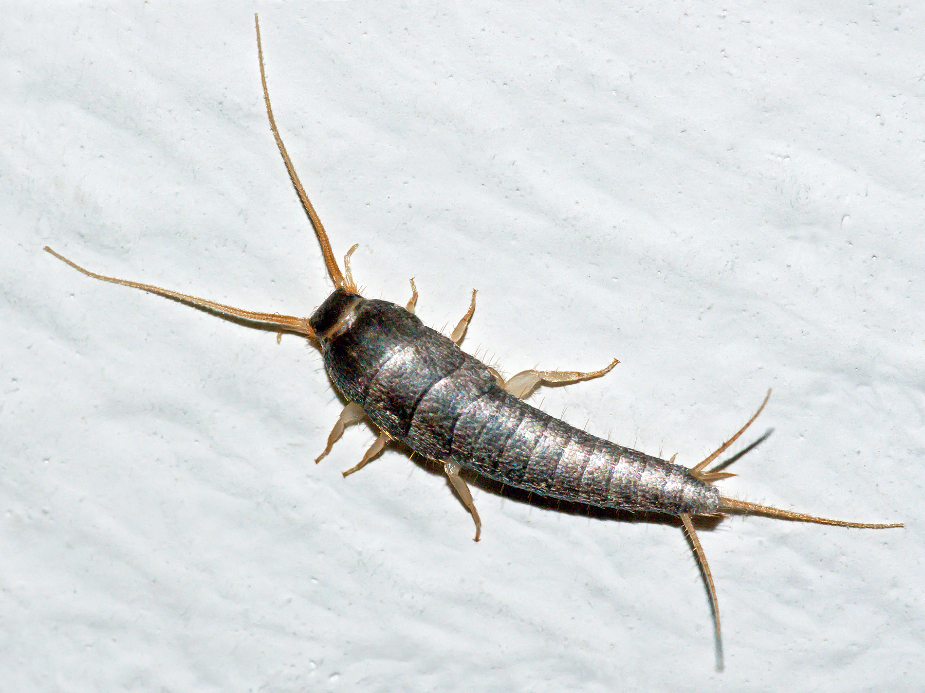 Common silverfish on a white painted wall, silver-gray tapered body with two long antennae and three tail bristles