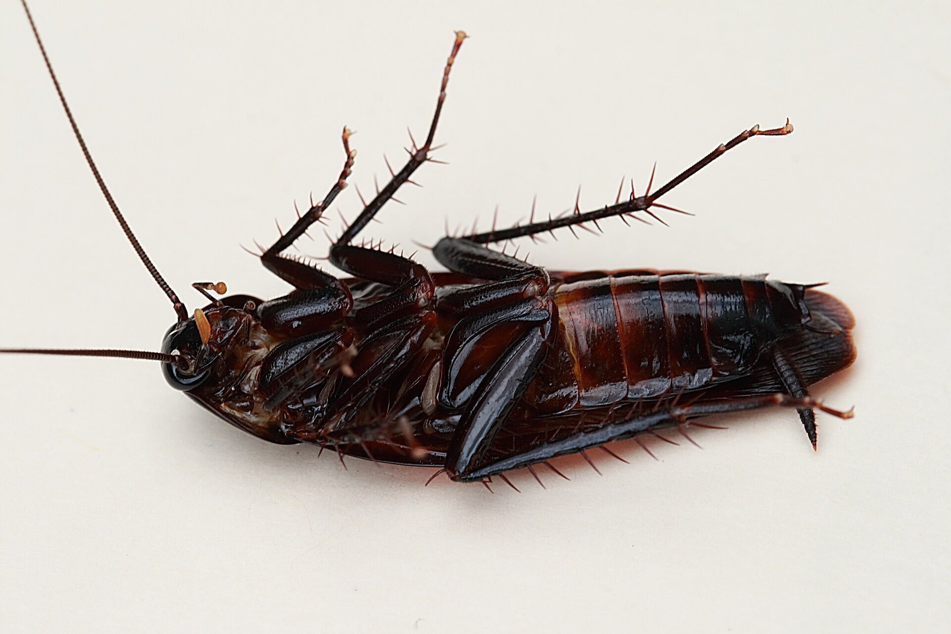 Smokybrown cockroach lying on its back on a white surface, uniformly dark mahogany with spiny legs and long antennae