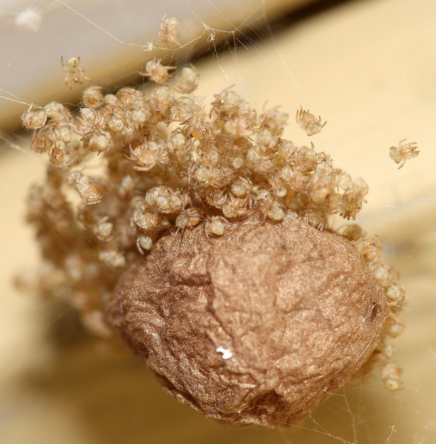 Spider egg sac covered in pale newly hatched spiderlings