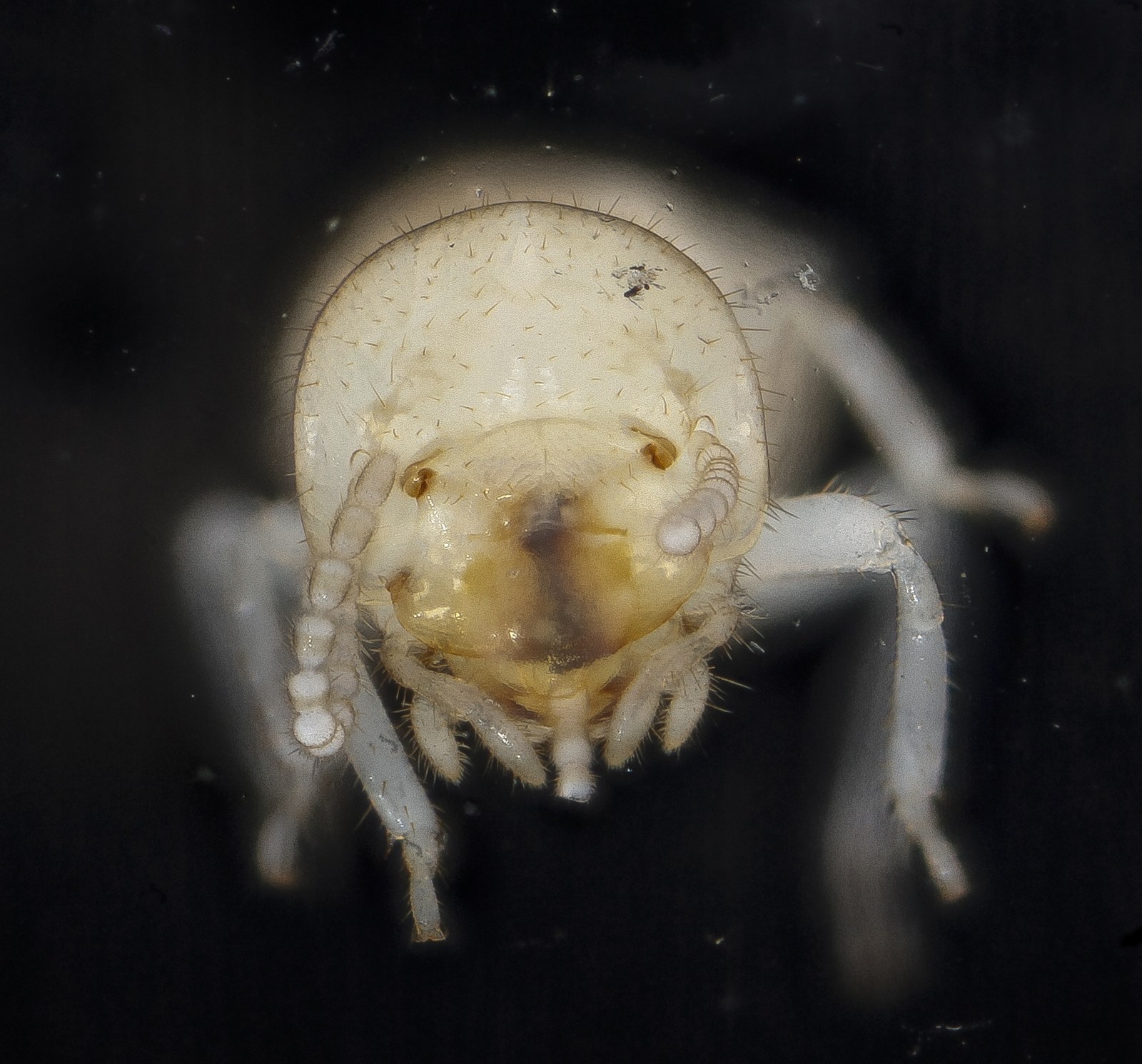 Extreme close-up of a pale subterranean termite worker photographed head-on