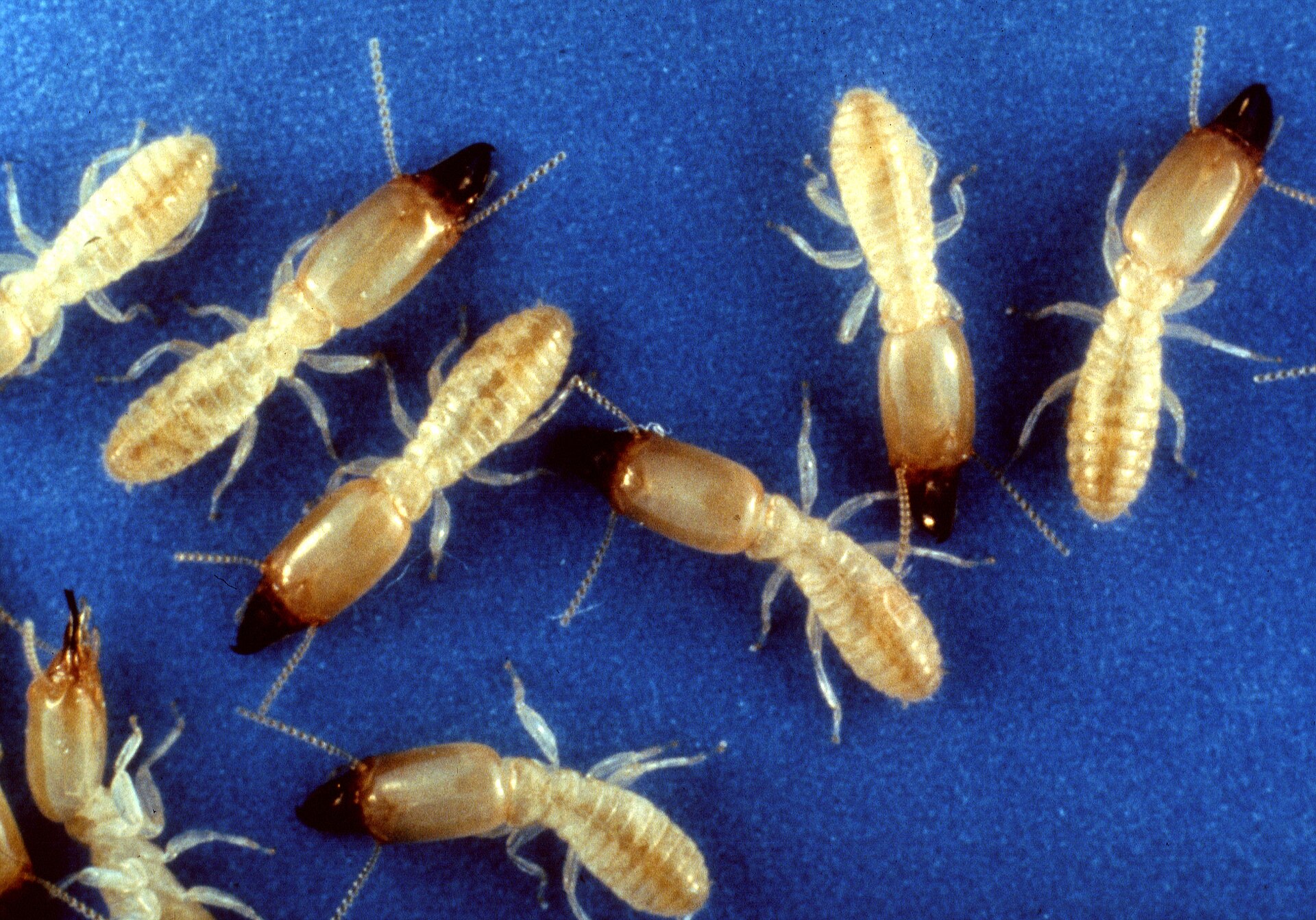Pale subterranean termite workers and darker-headed soldiers exposed in damp wood