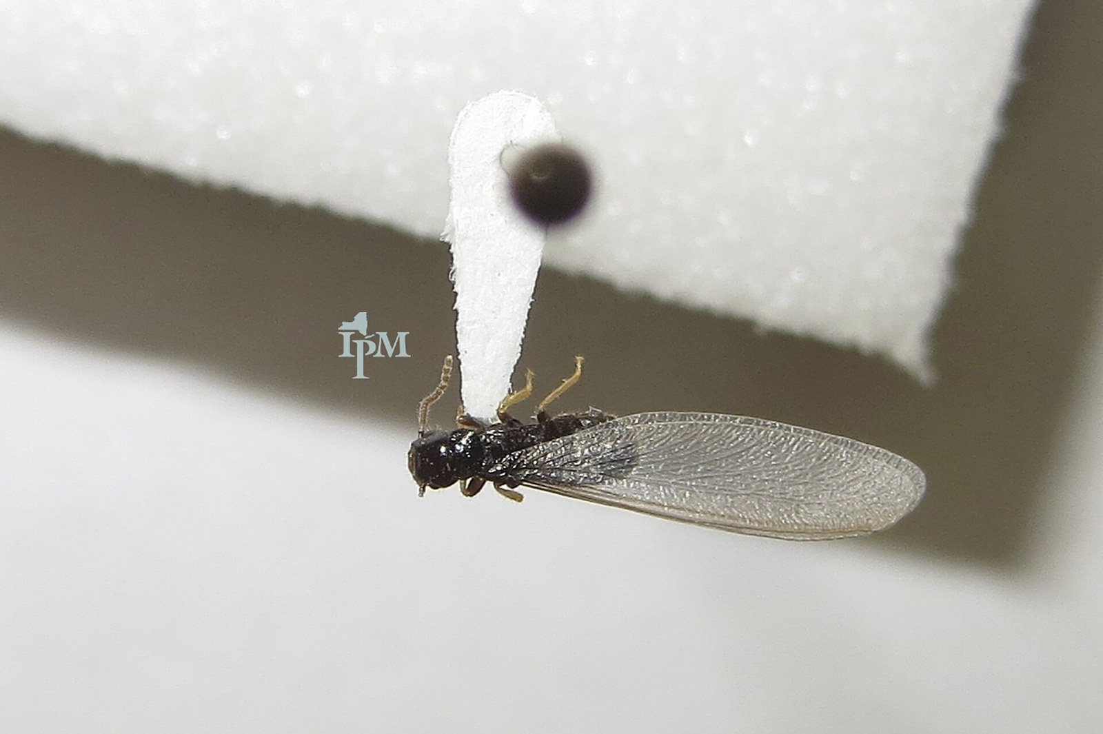 Dark termite swarmer with one long pale wing still attached, resting on a white surface