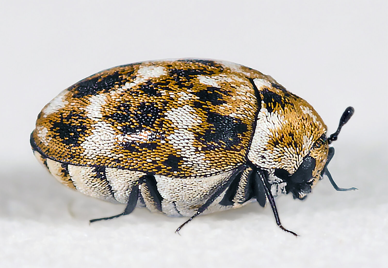 Side view of an adult varied carpet beetle showing a mottled pattern of white, brown and yellow scales