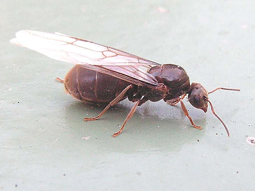 Winged ant queen on a painted surface, showing the pinched waist, elbowed antennae and front wings longer than the hind wings