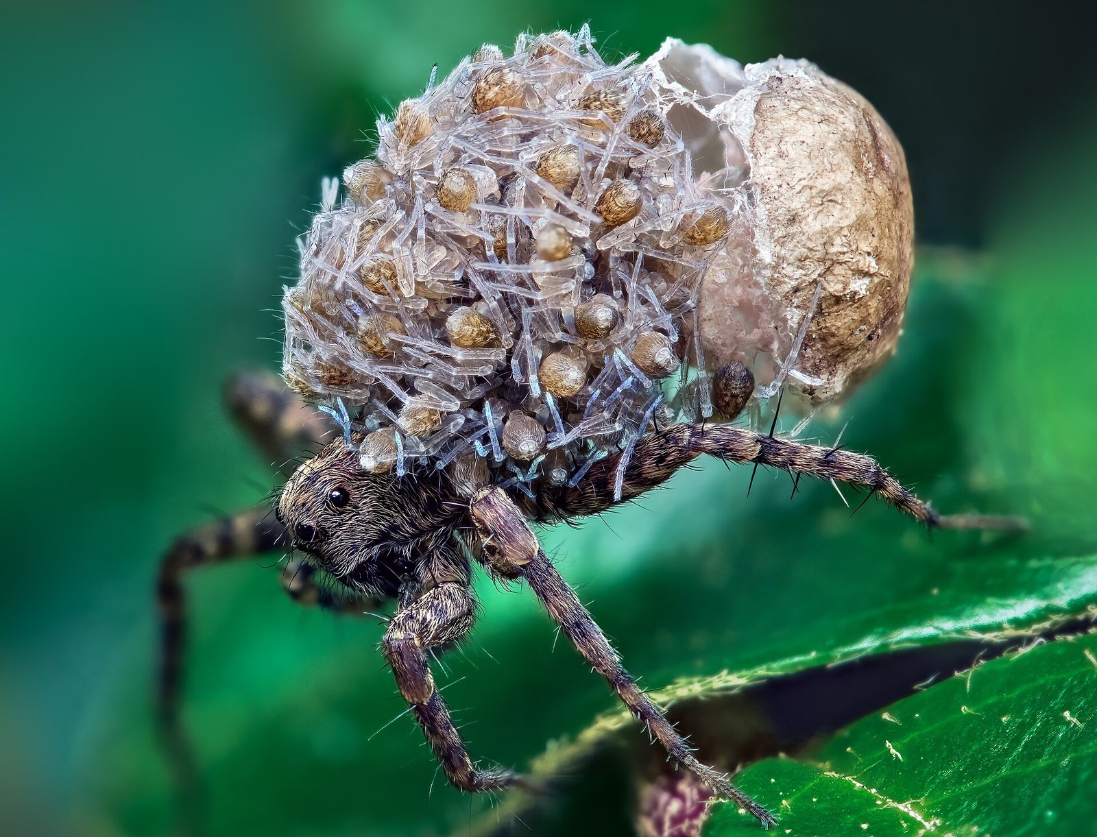 Female wolf spider with dozens of pale spiderlings clustered in layers across her abdomen, with the opened egg sac still attached behind her