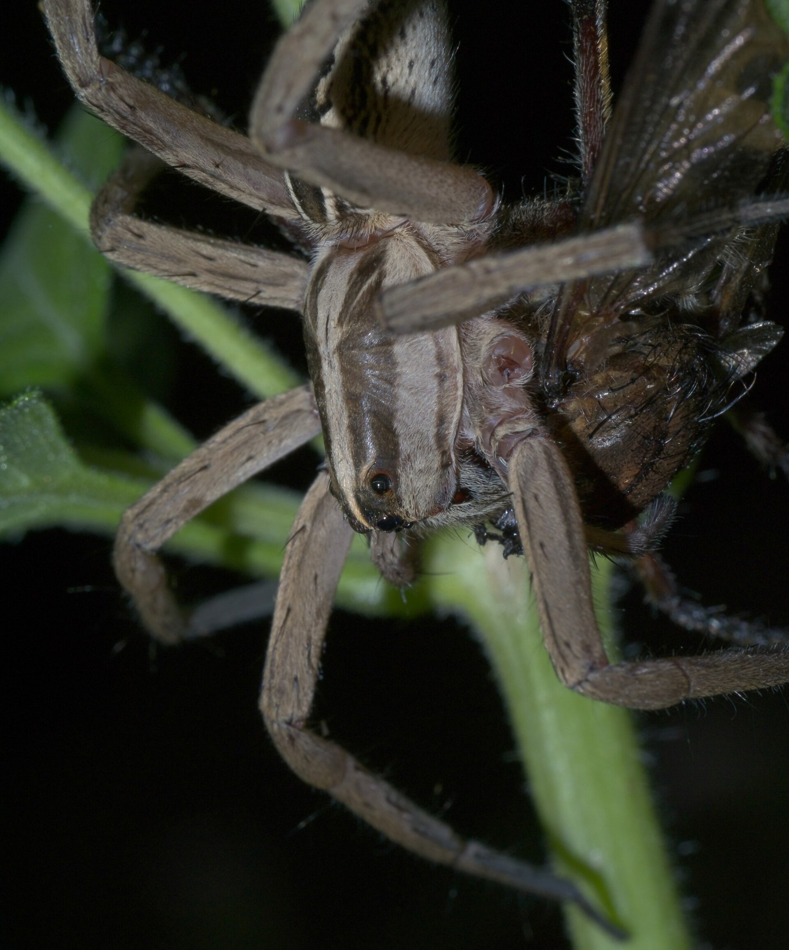 Close-up of a wolf spider's face showing two large forward-facing eyes above the smaller front row