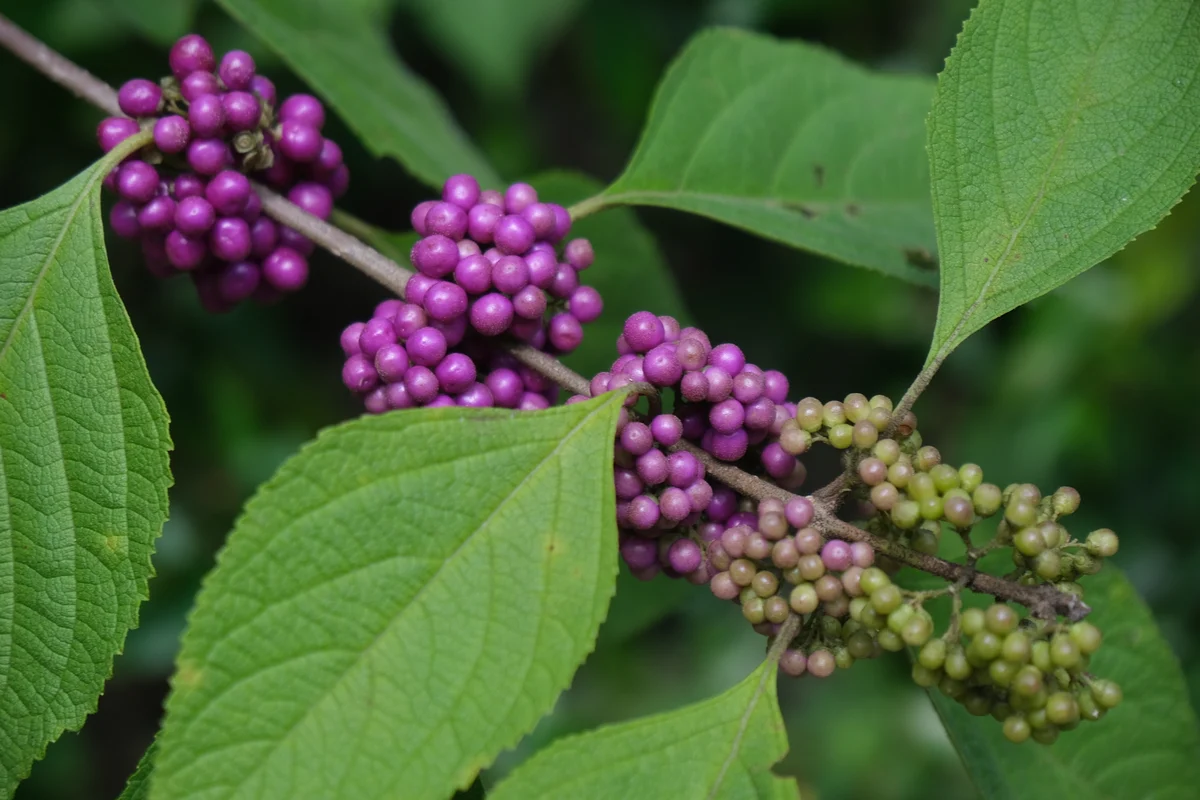 American beautyberry branch with clusters of bright purple berries and green leaves