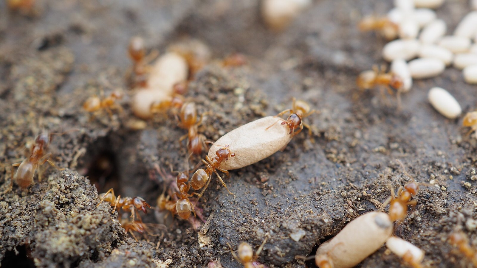 Small orange-brown ants carrying large white larvae across bare soil